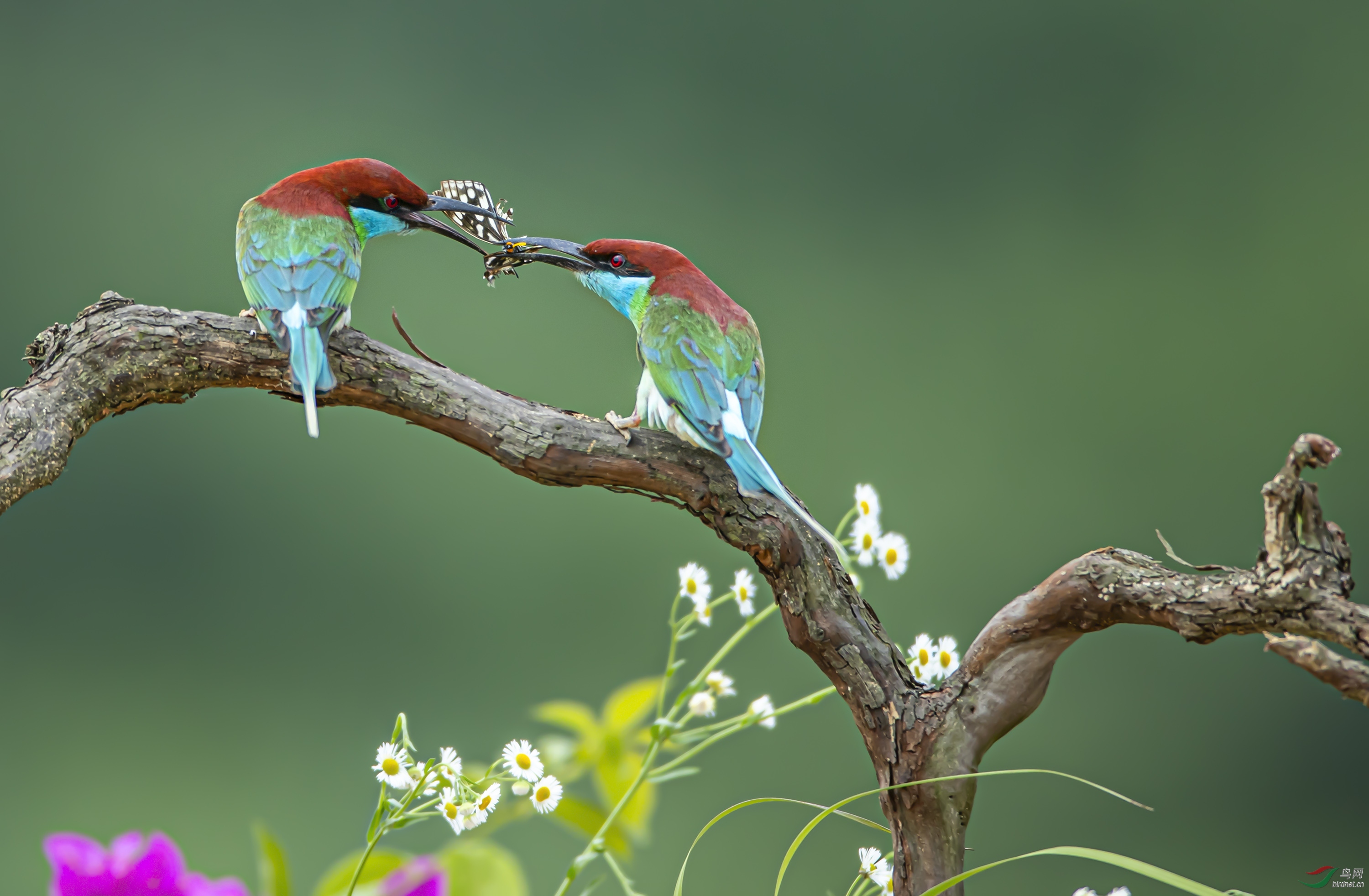 早安中国鸟网野生鸟类版