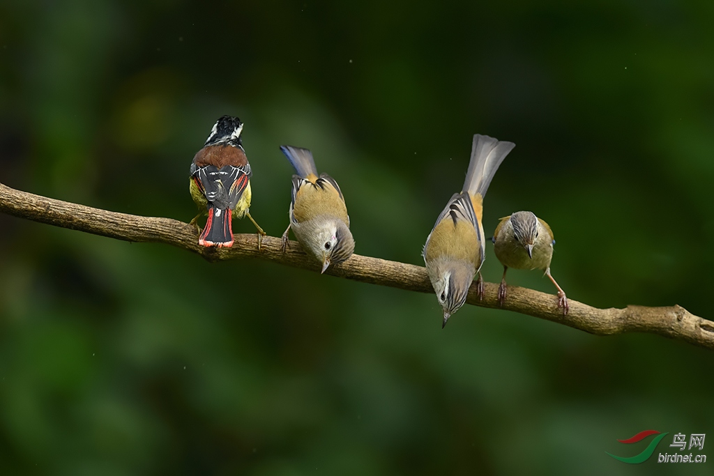 DSC_4342_DxOa5.jpg
