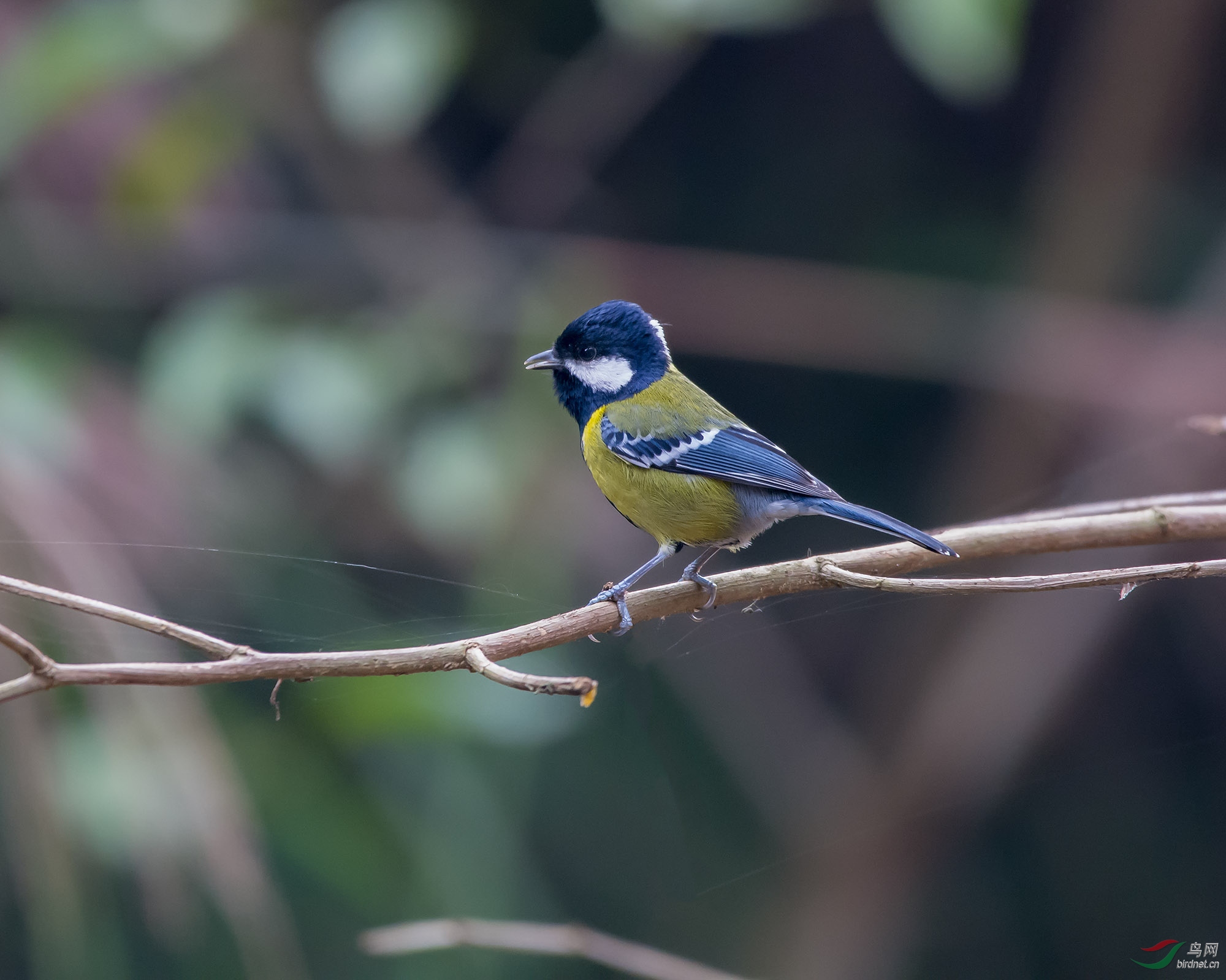 DSC_7521.jpg