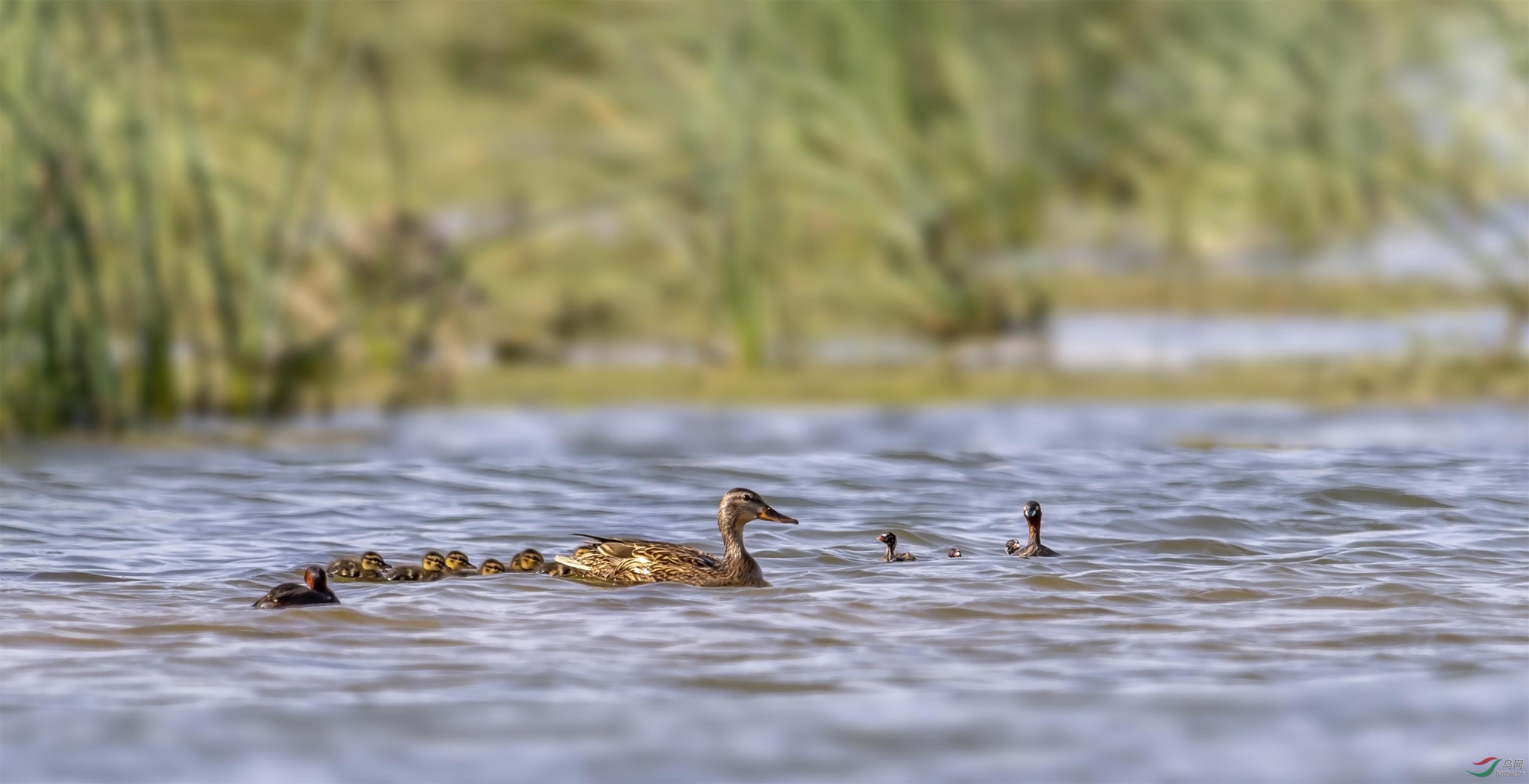 DSC_4308.jpg