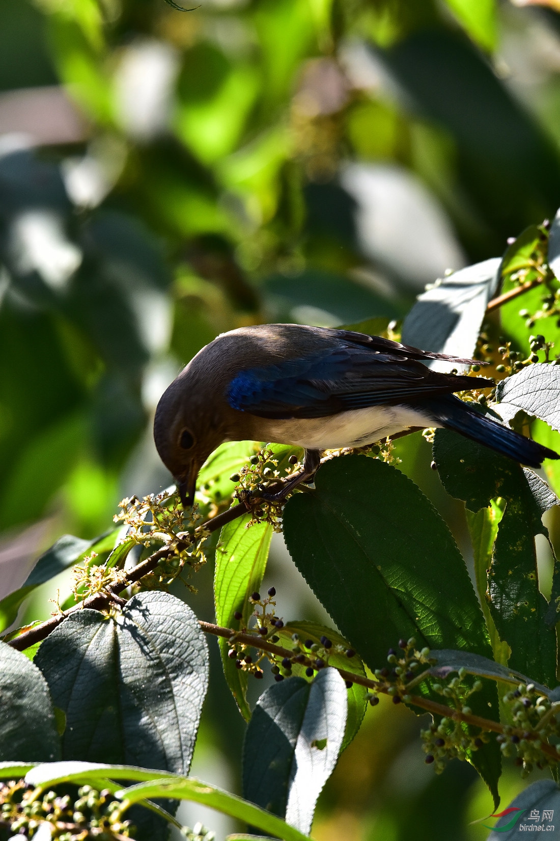 DSC_1115.JPG
