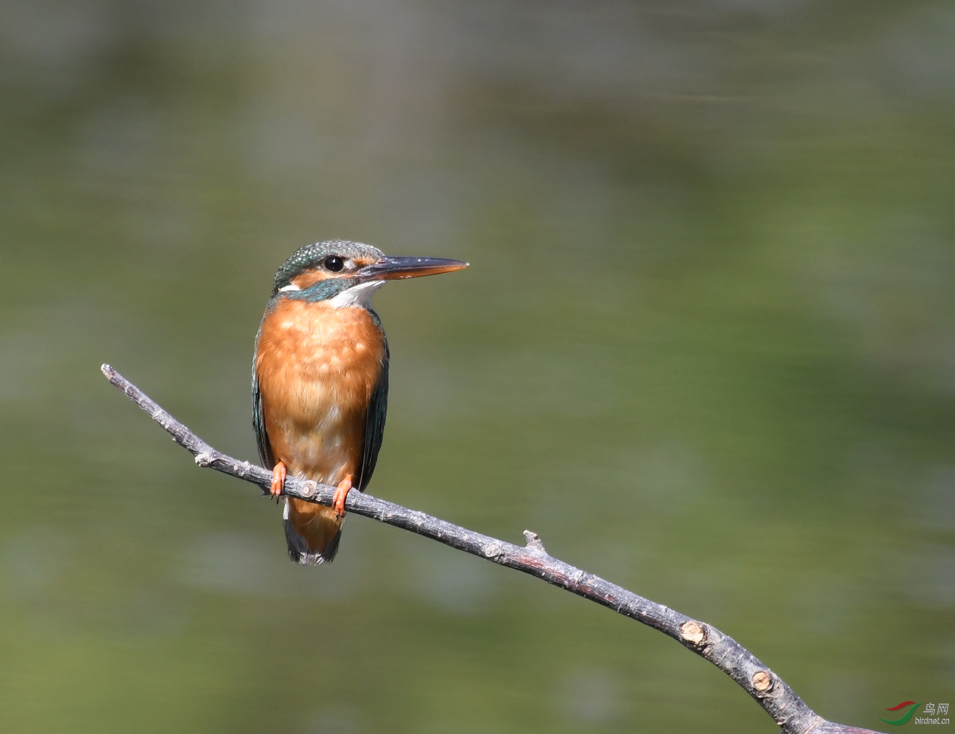 ������Ӱ 8997����.jpg