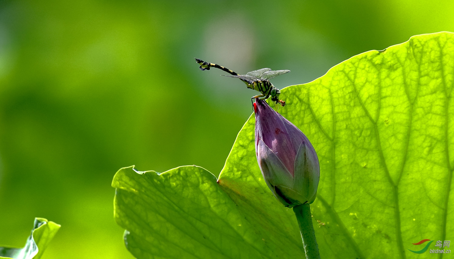 蜻蜓与蜜蜂