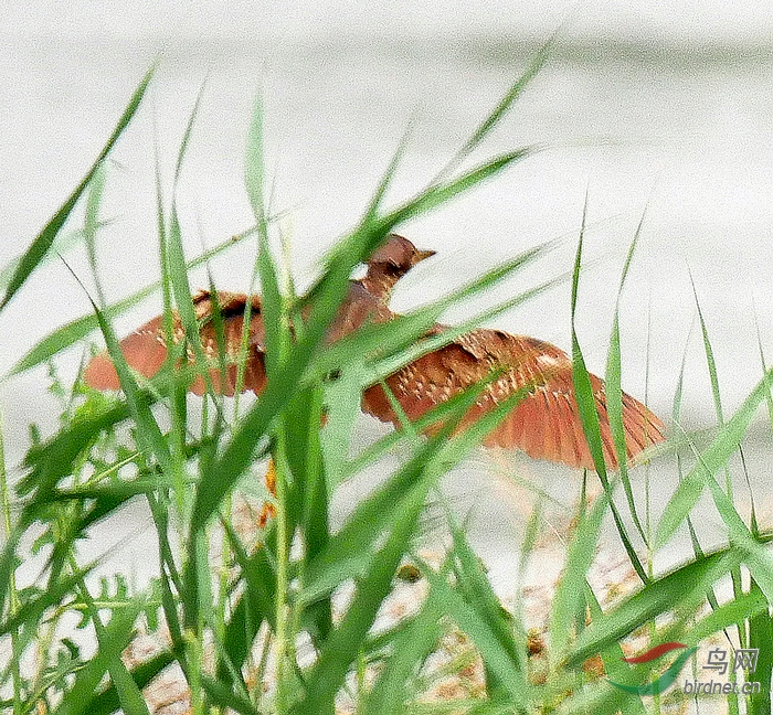 P4960452.JPG