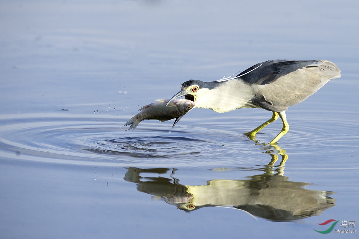 _DSC2786p5.jpg