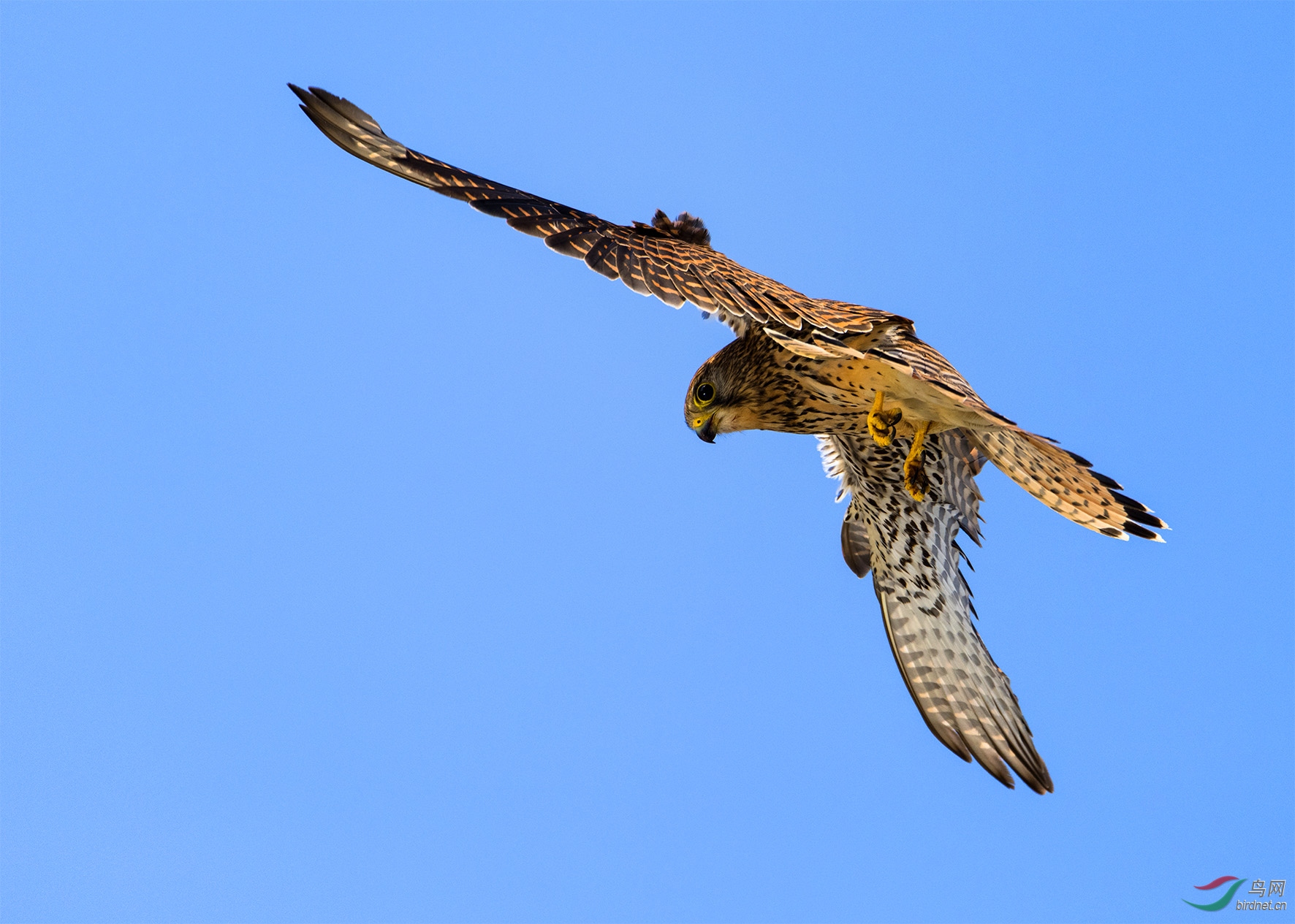 DSC_9199.jpg