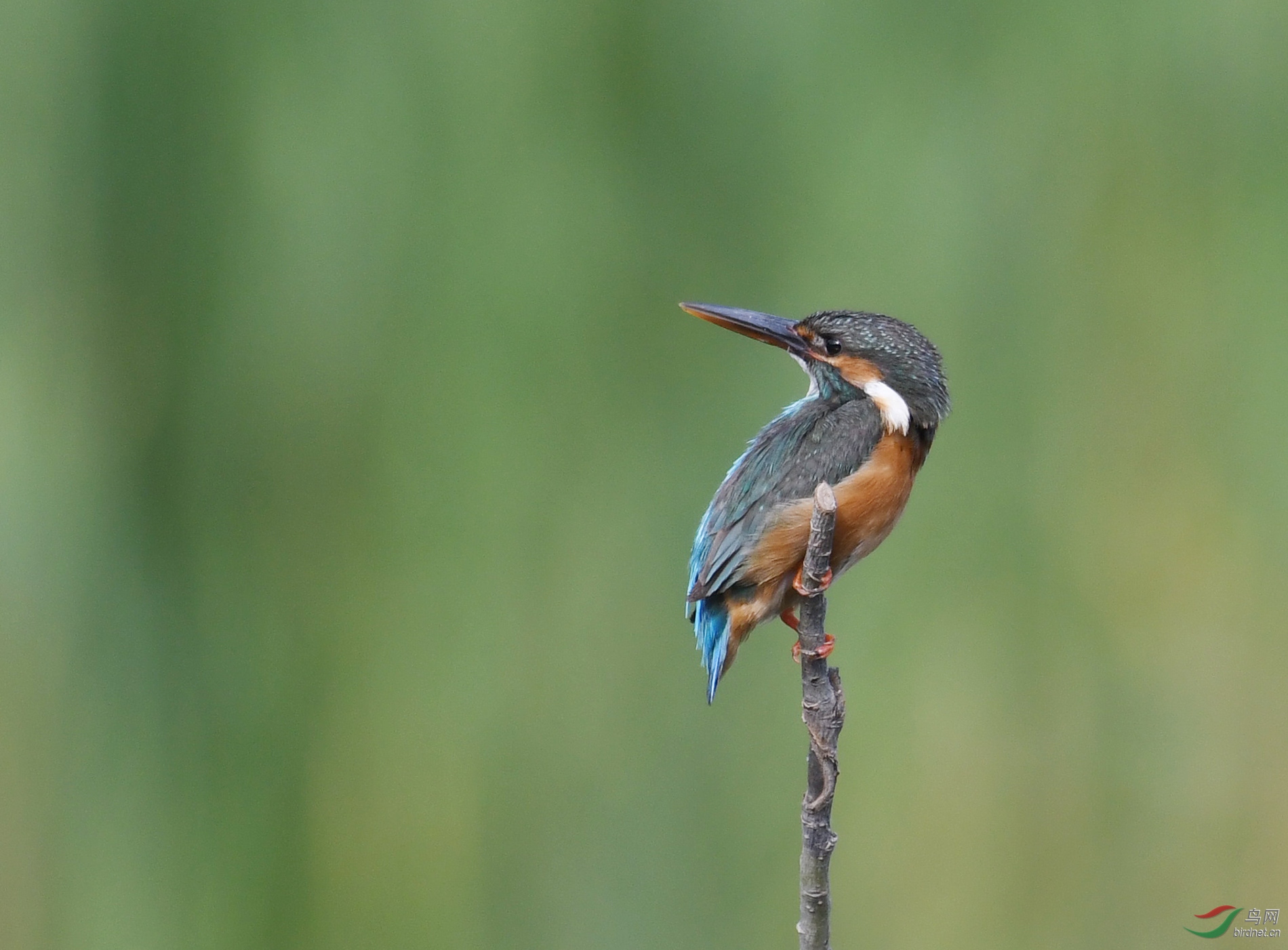 ������Ӱ 9728����.jpg