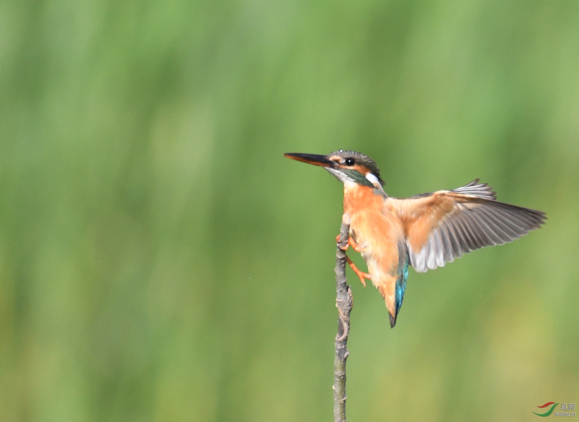 ������Ӱ 9436����.jpg