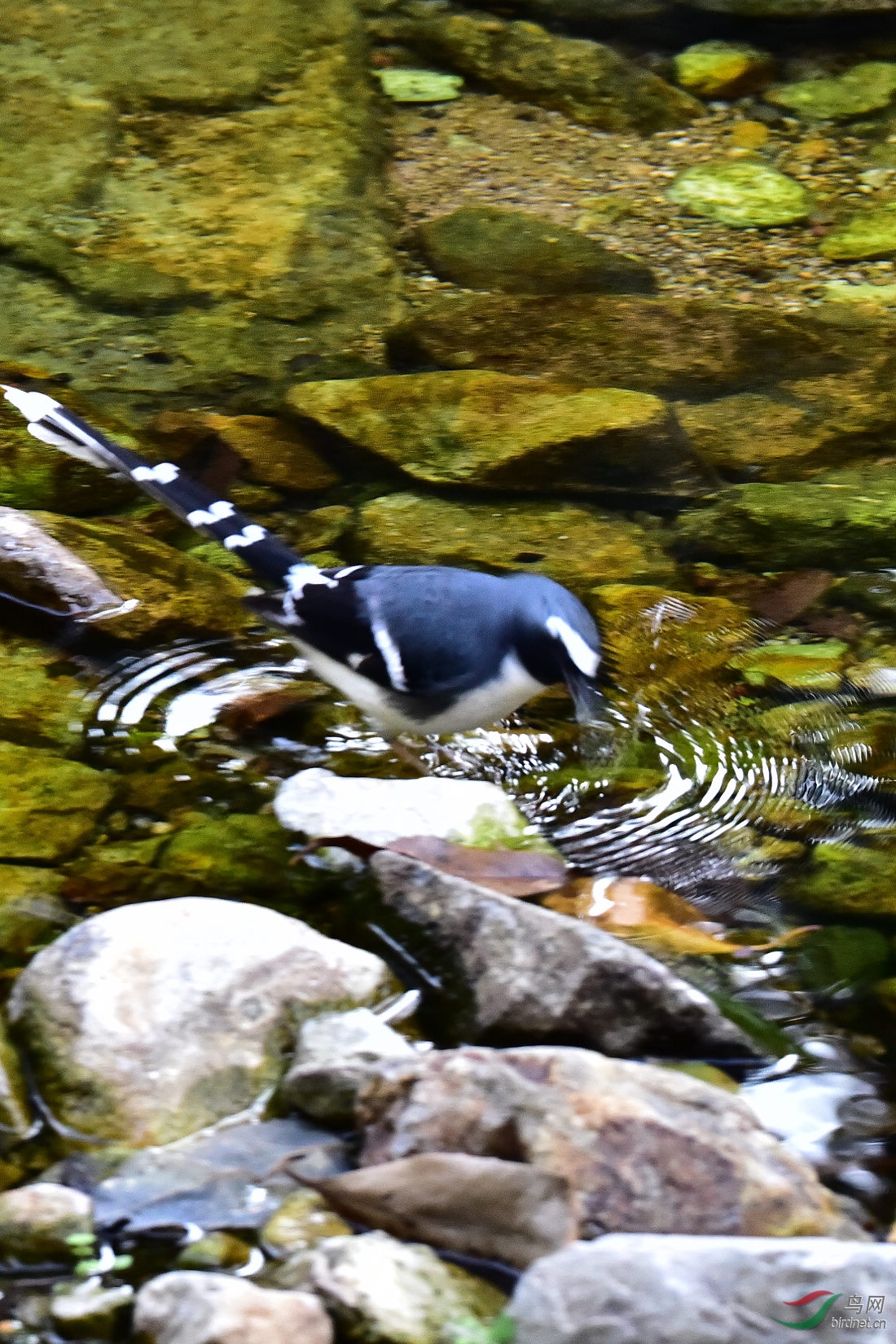 DSC_0062.JPG