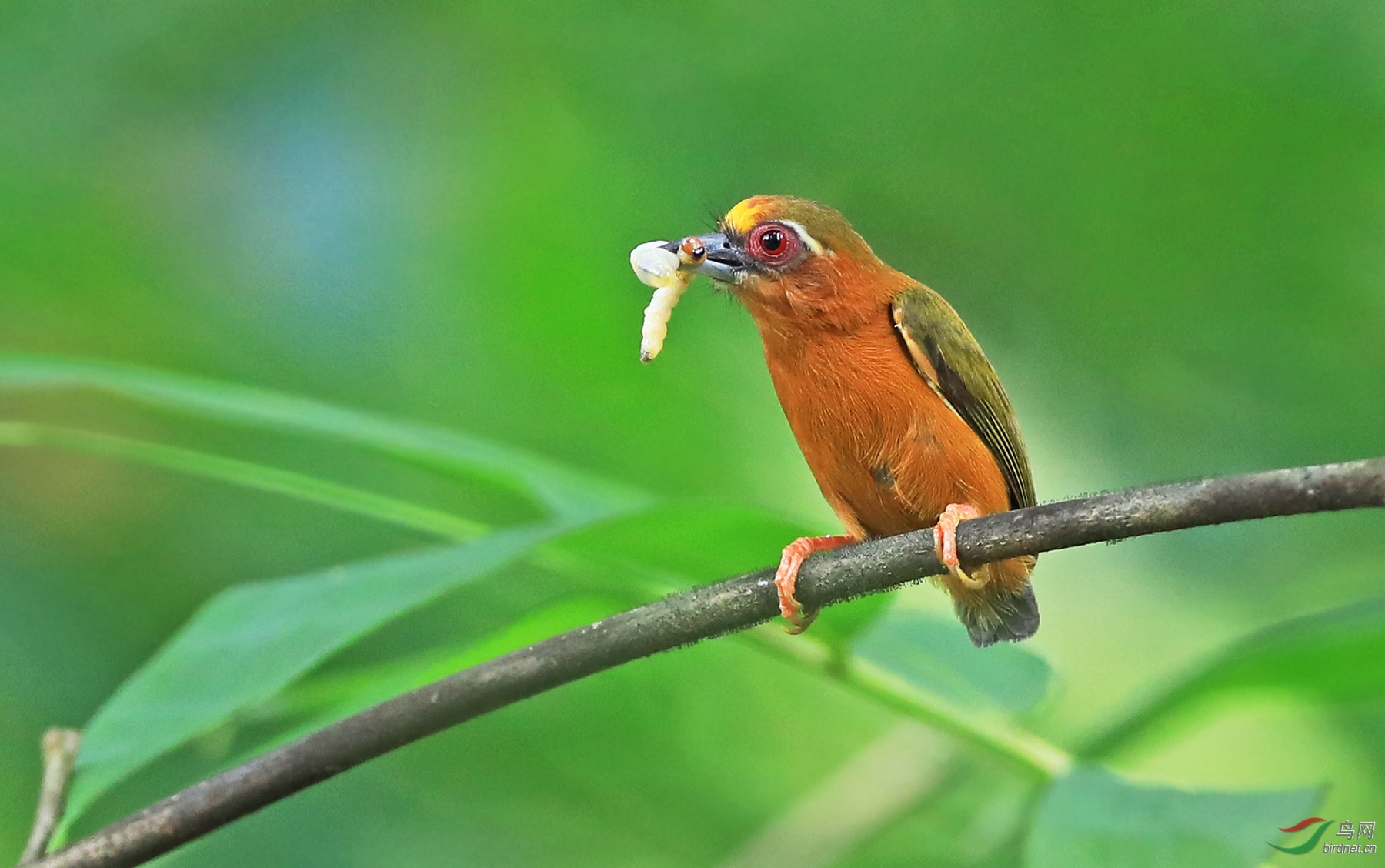白眉棕啄木鸟(拍于桂林)(祝贺荣获首页精华)