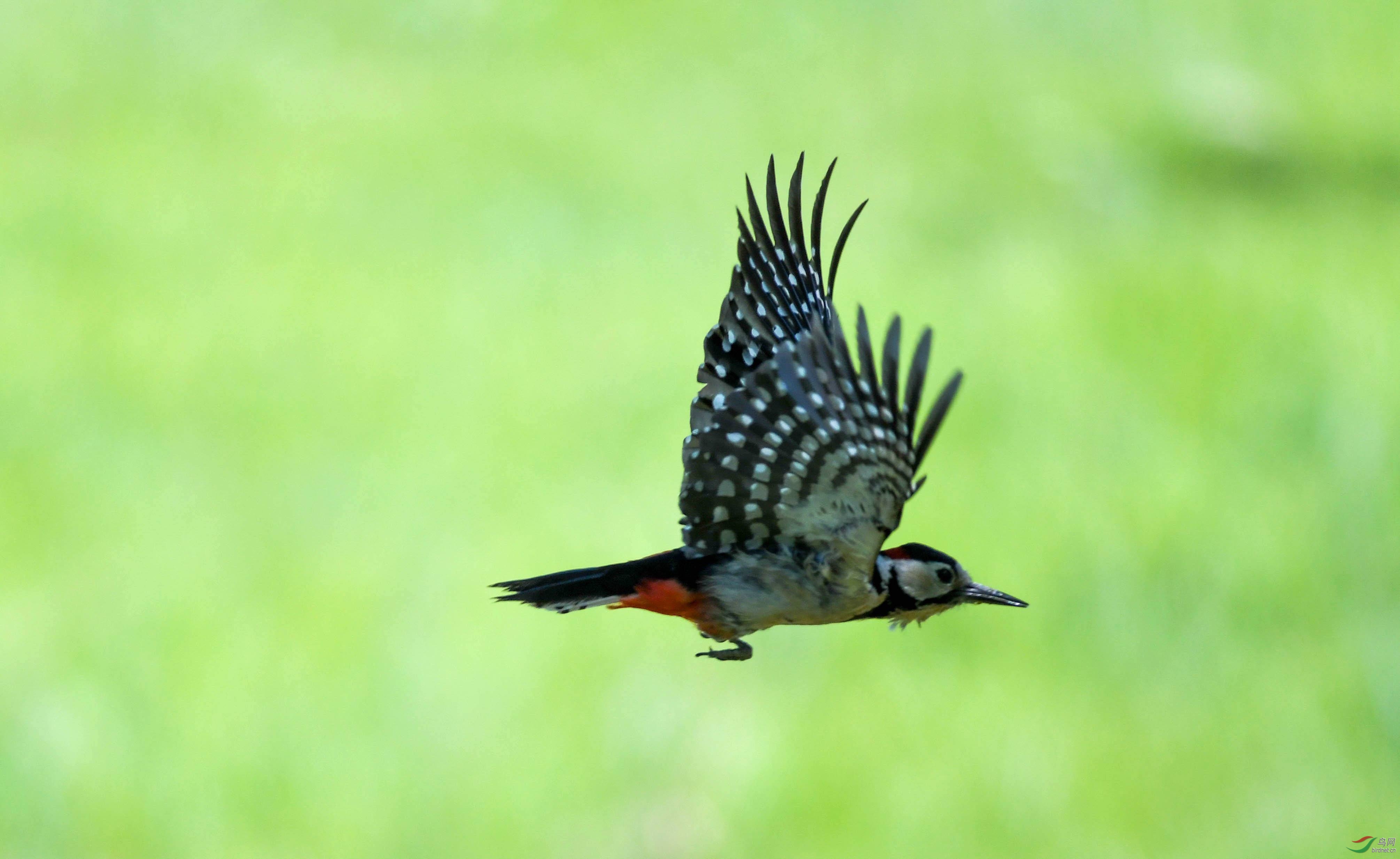 �����ľ��