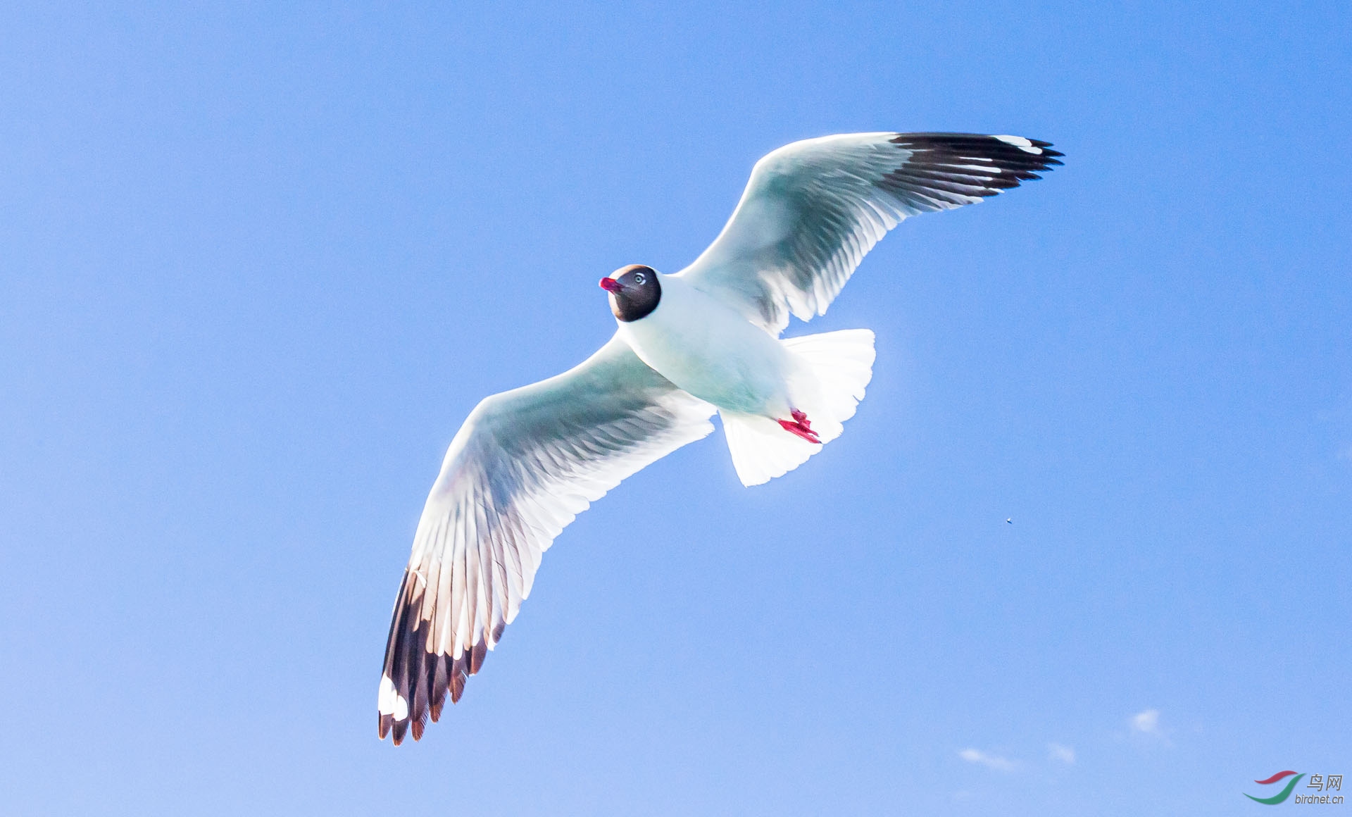 红嘴海鸥