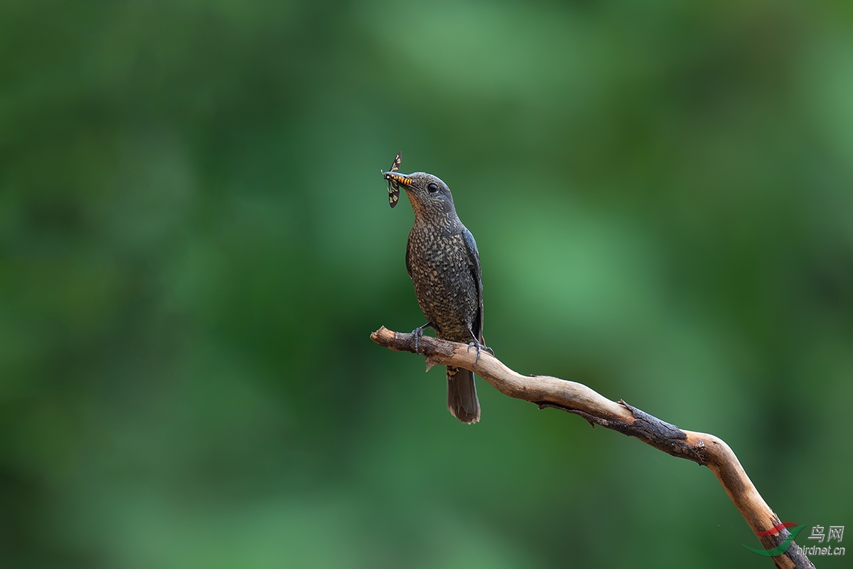 DSC_p2403.jpg