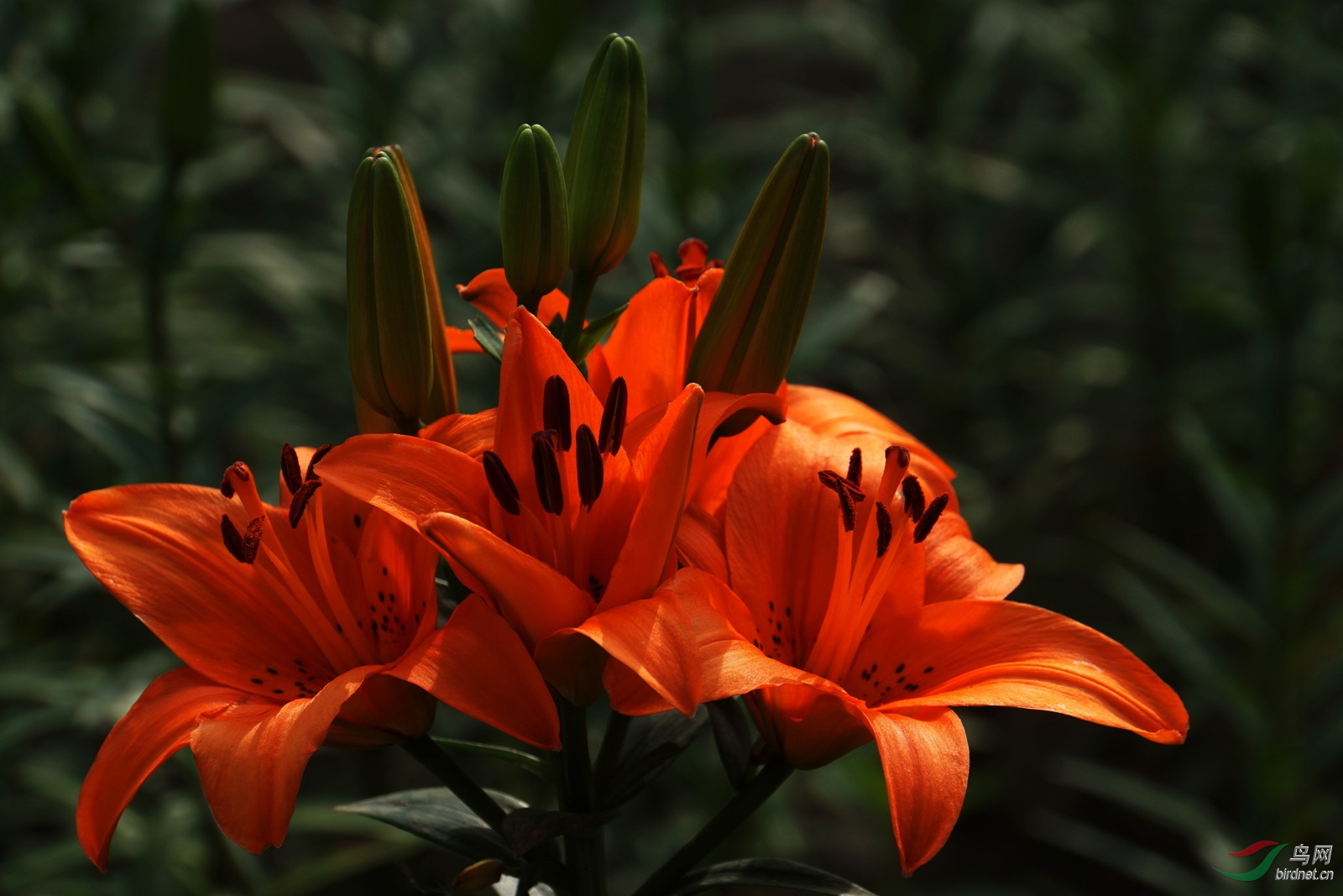 DSC01483.JPG