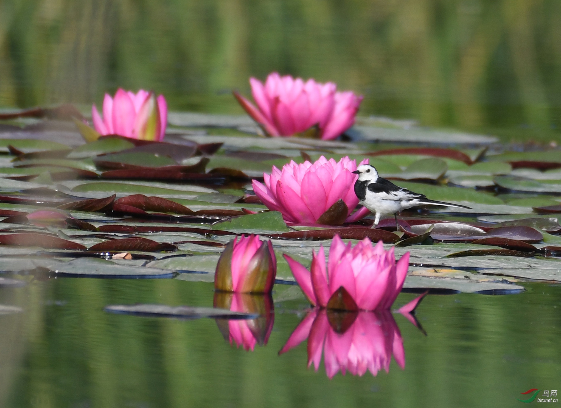 ������Ӱ 9915����.jpg