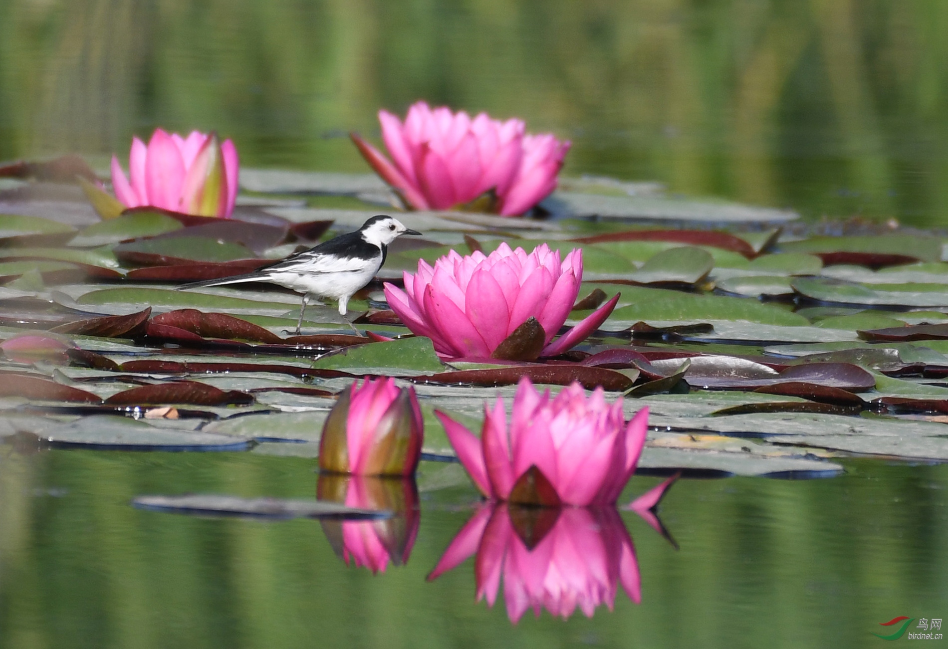 ������Ӱ 9895����.jpg