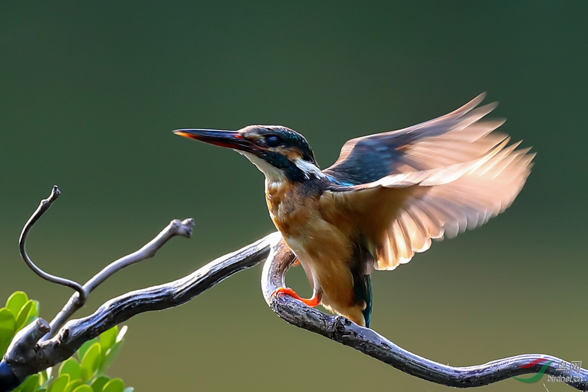 չ������