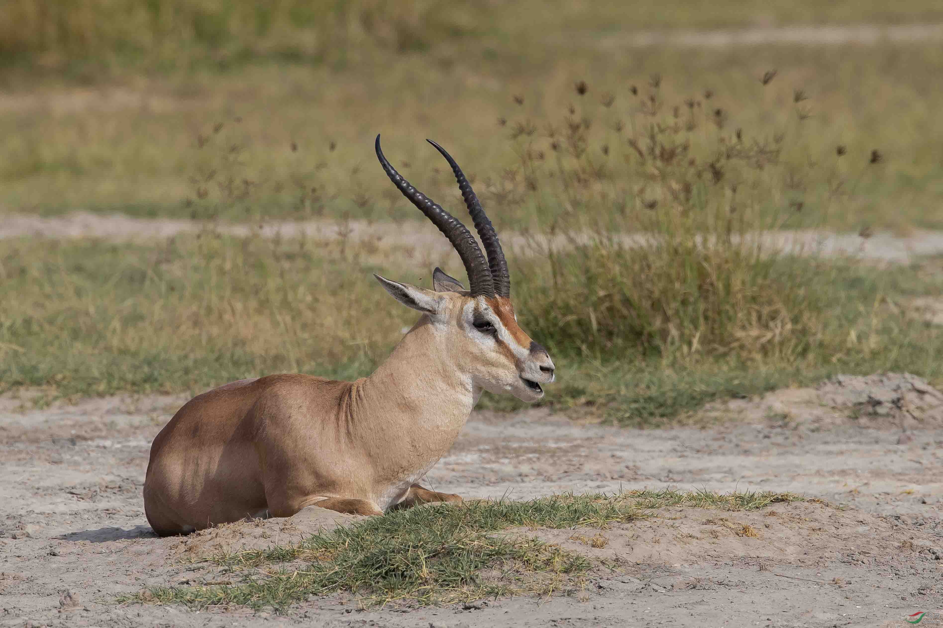 小憩葛氏瞪羚雄