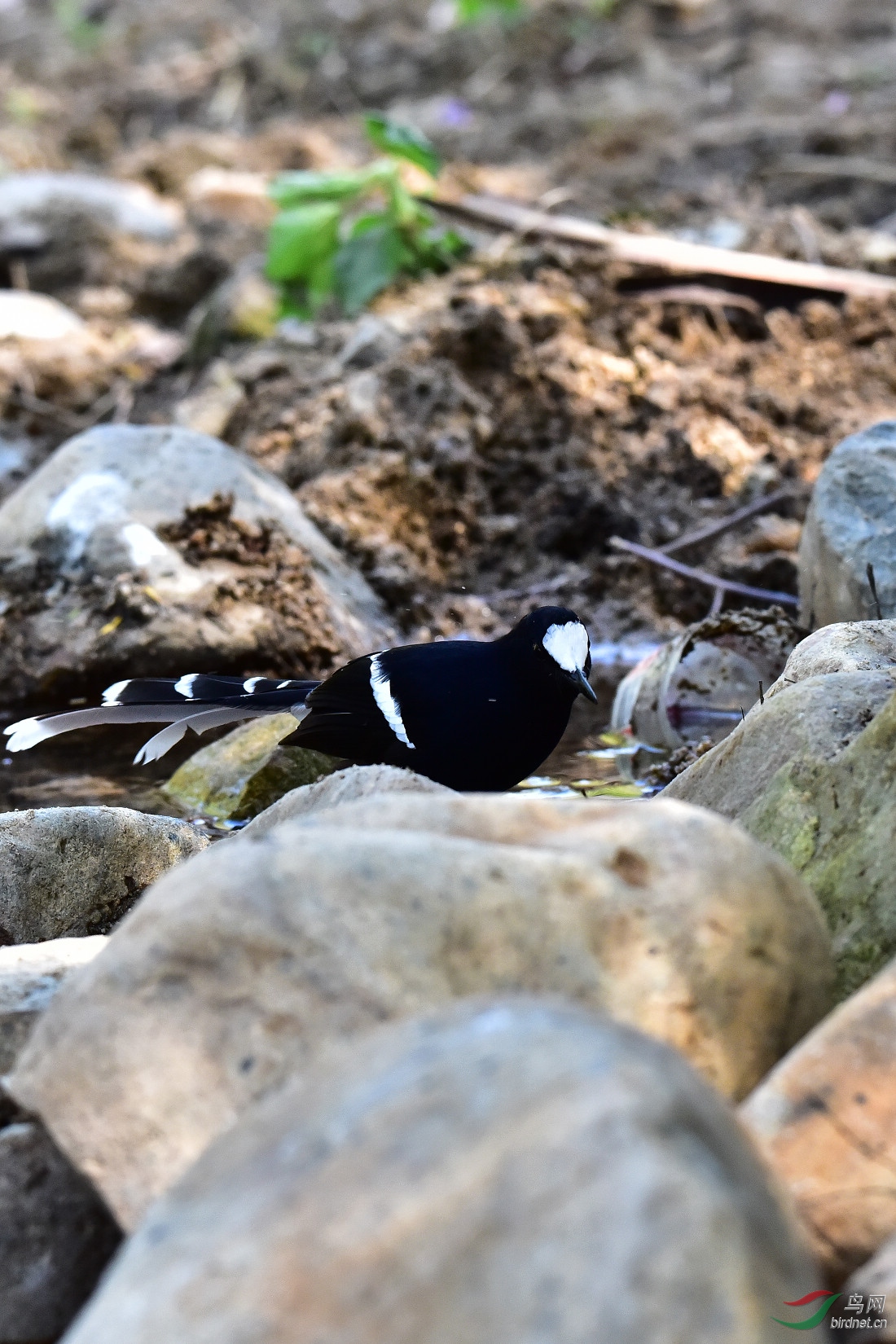 DSC_0070.JPG