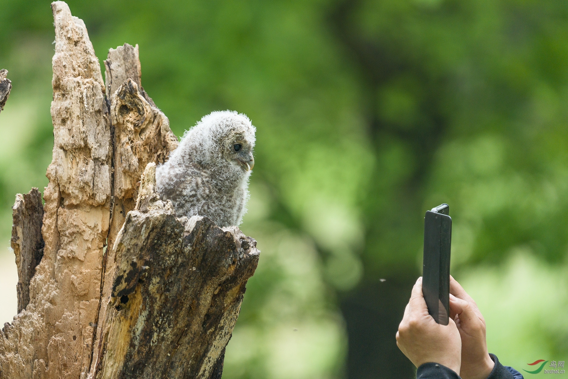中国鸟网野生动物保护志愿者救助的故事