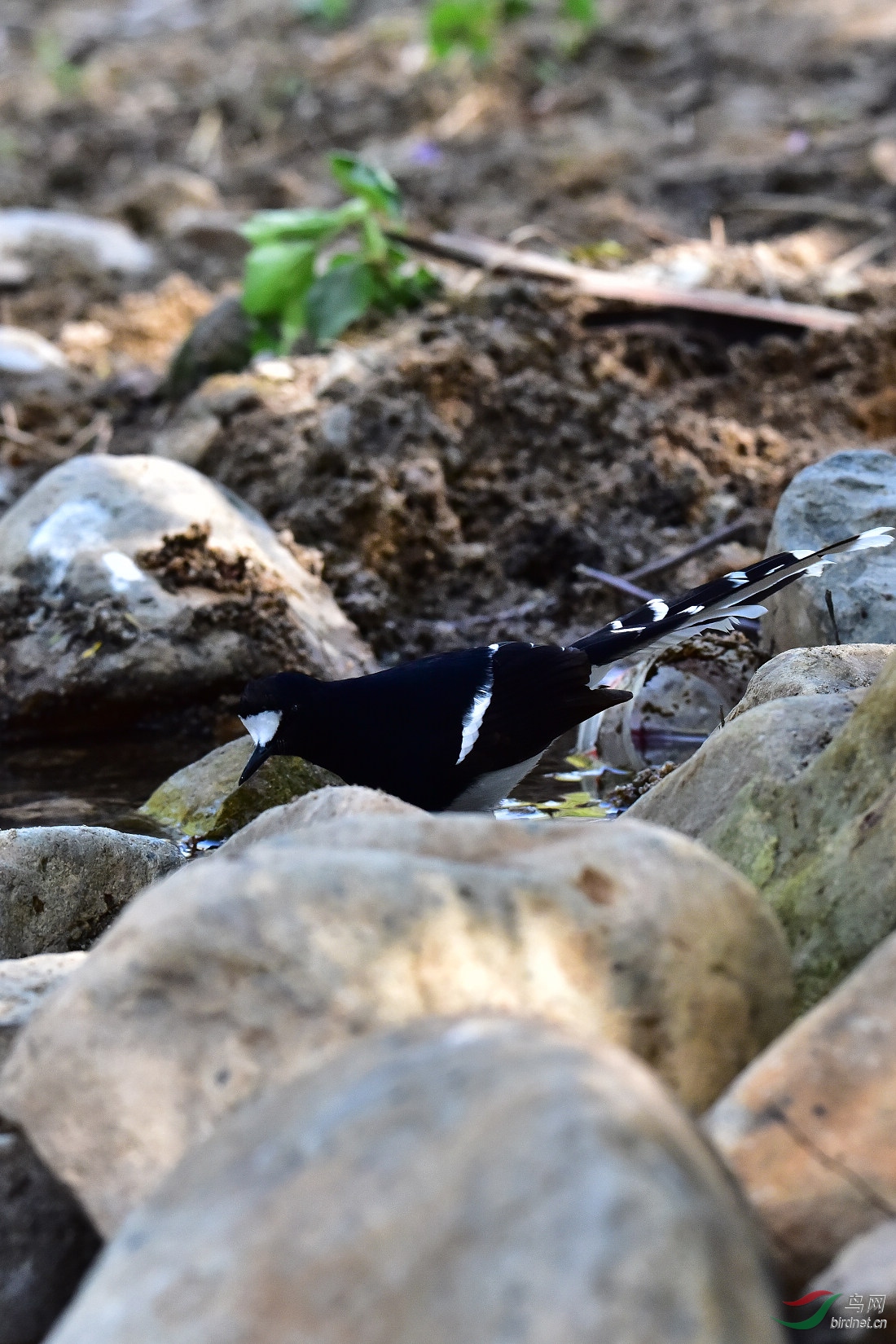 DSC_0074.JPG