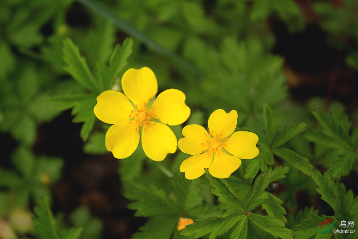 绢毛匍匐委陵菜