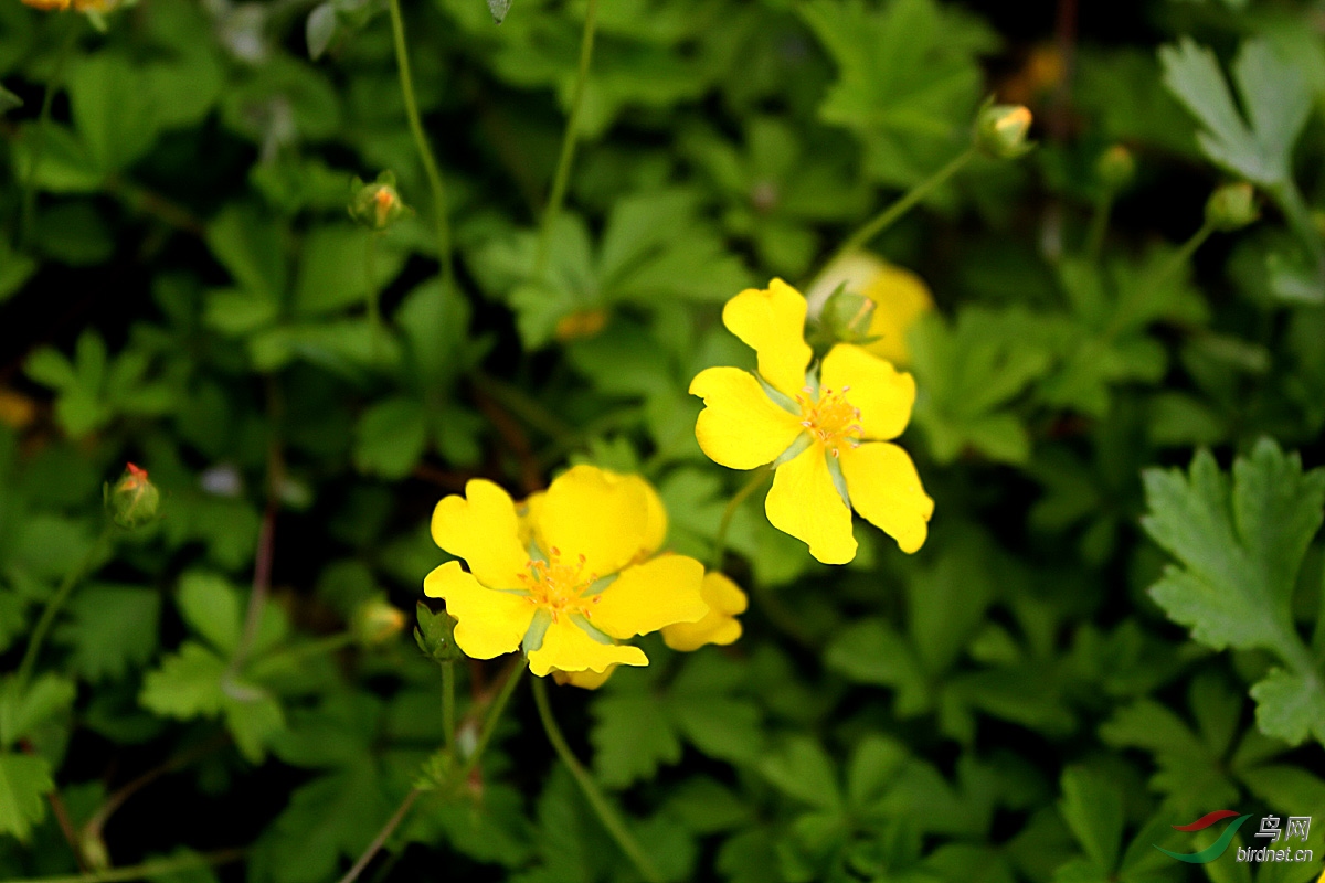 绢毛匍匐委陵菜