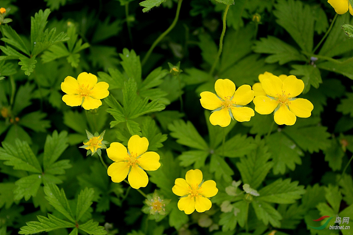 绢毛匍匐委陵菜