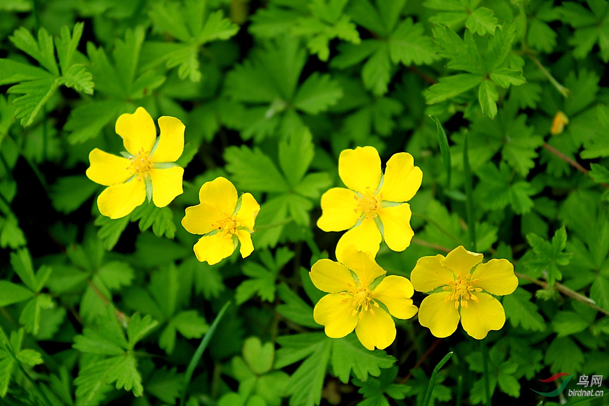 绢毛匍匐委陵菜