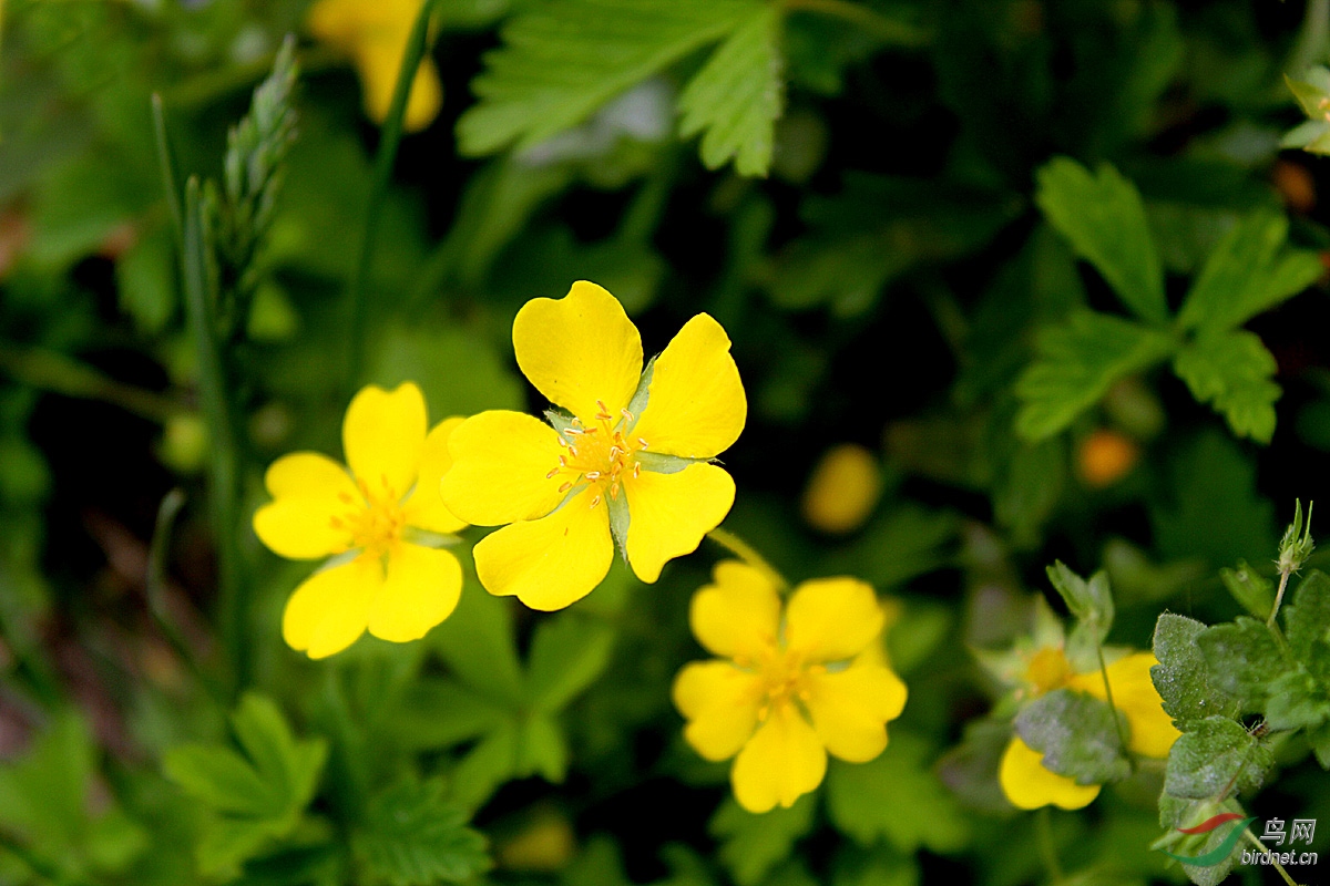 绢毛匍匐委陵菜