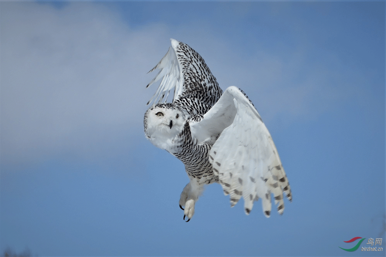 DSC_2916.gif