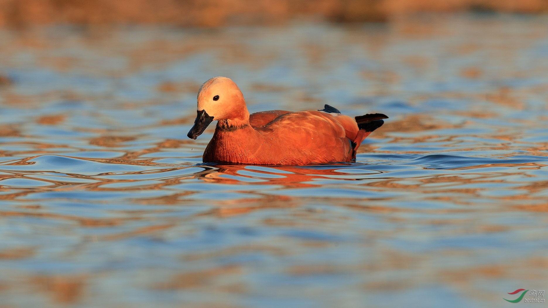 ����Ѽ 1.jpg