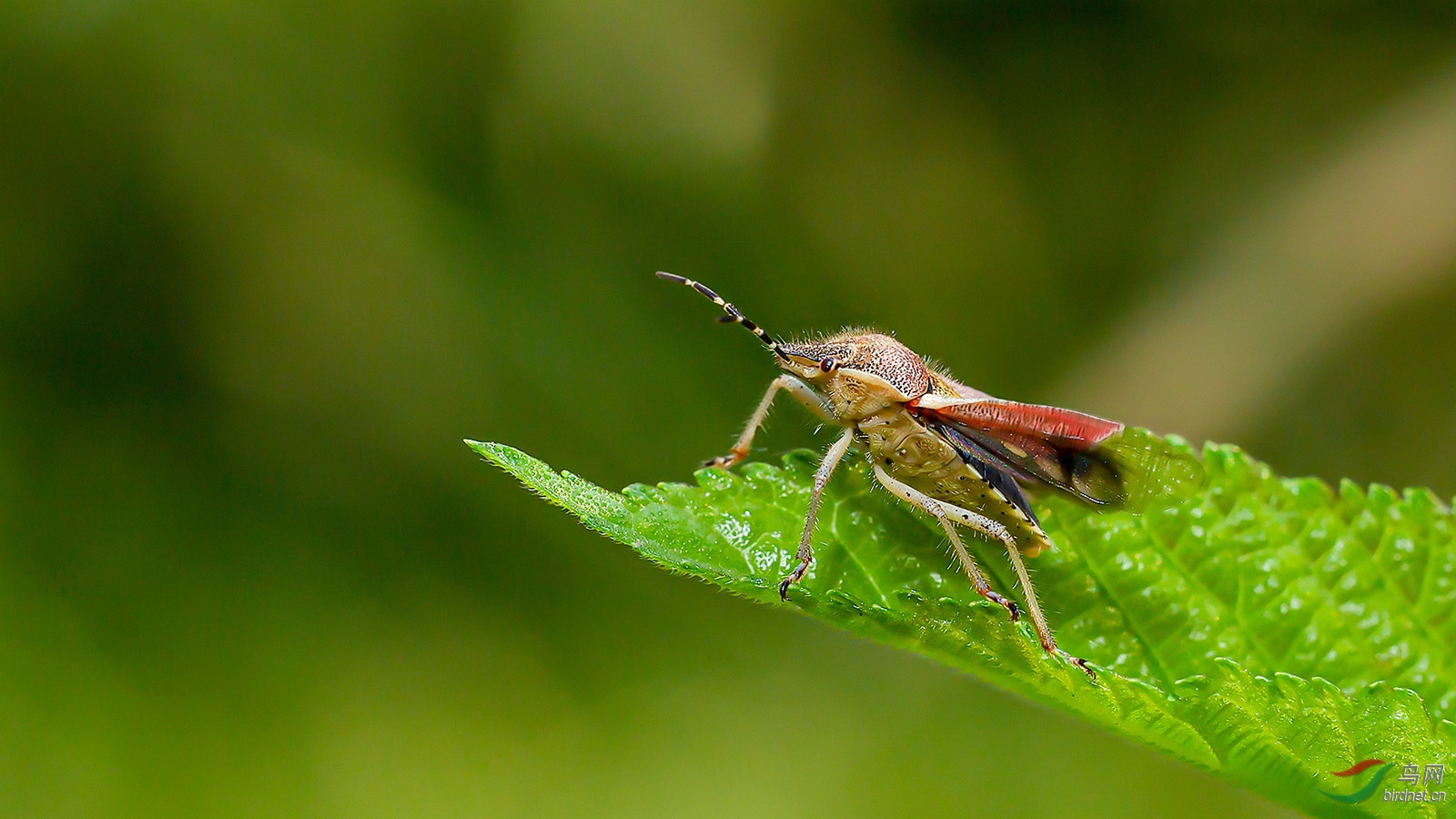 蝽象贺获首页精华