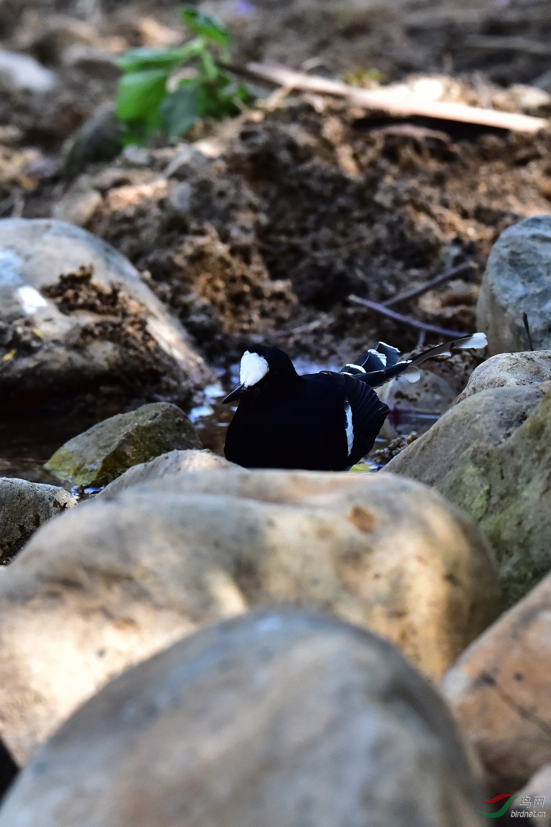 DSC_0078.JPG