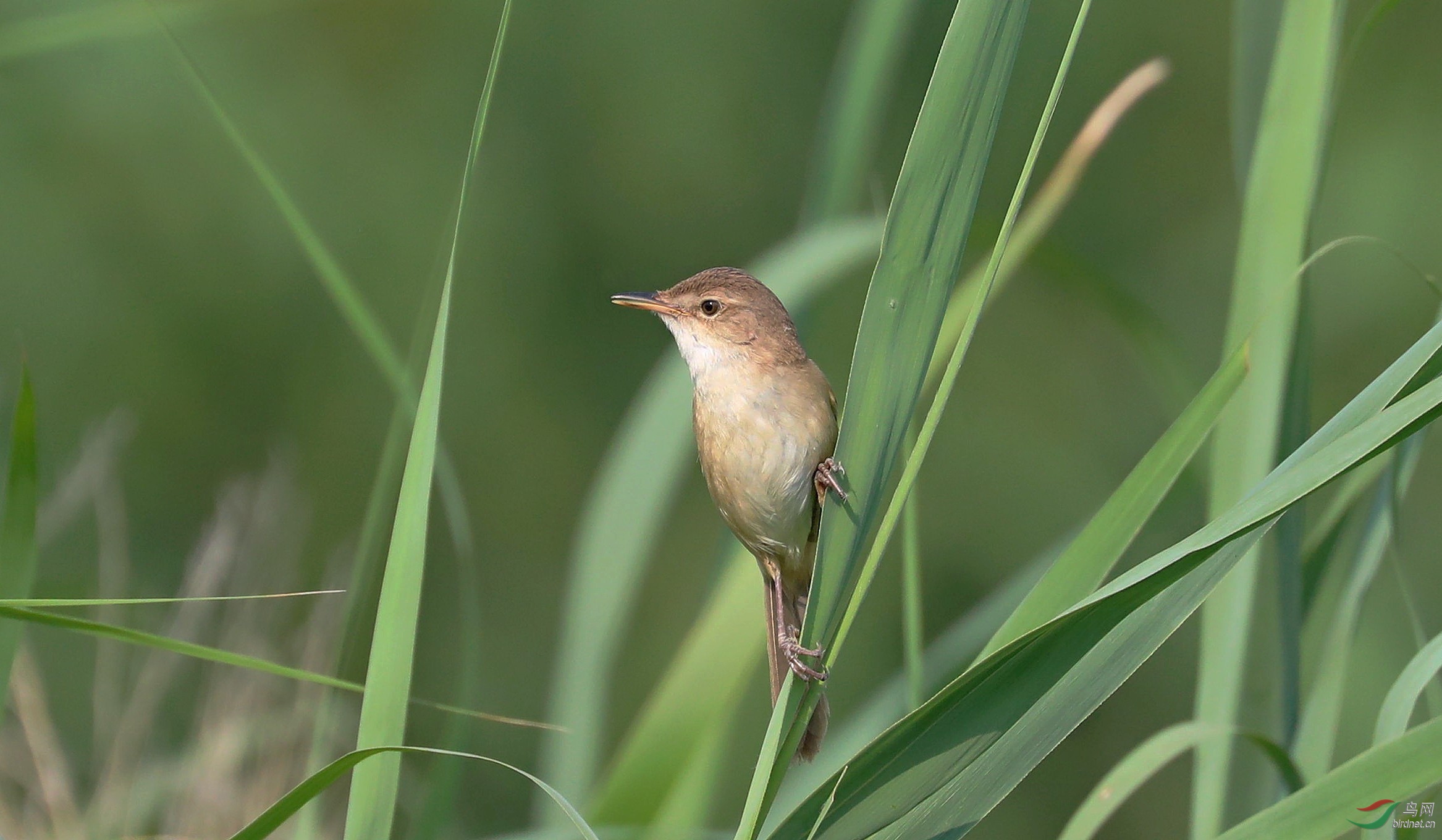 拍摄于天津市,此鸟比东方大苇莺体型小和黑眉苇莺差不多,求教老师们