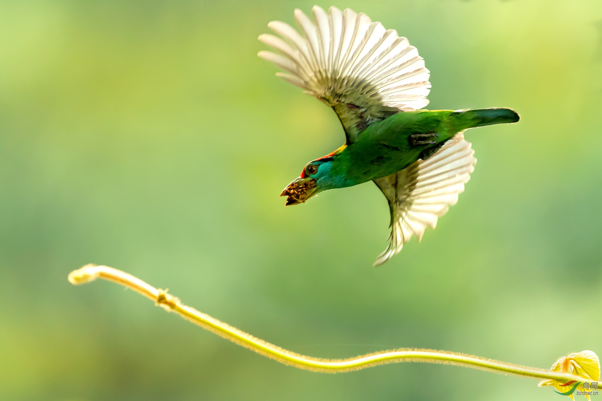 蓝喉拟啄木鸟——完美展翅