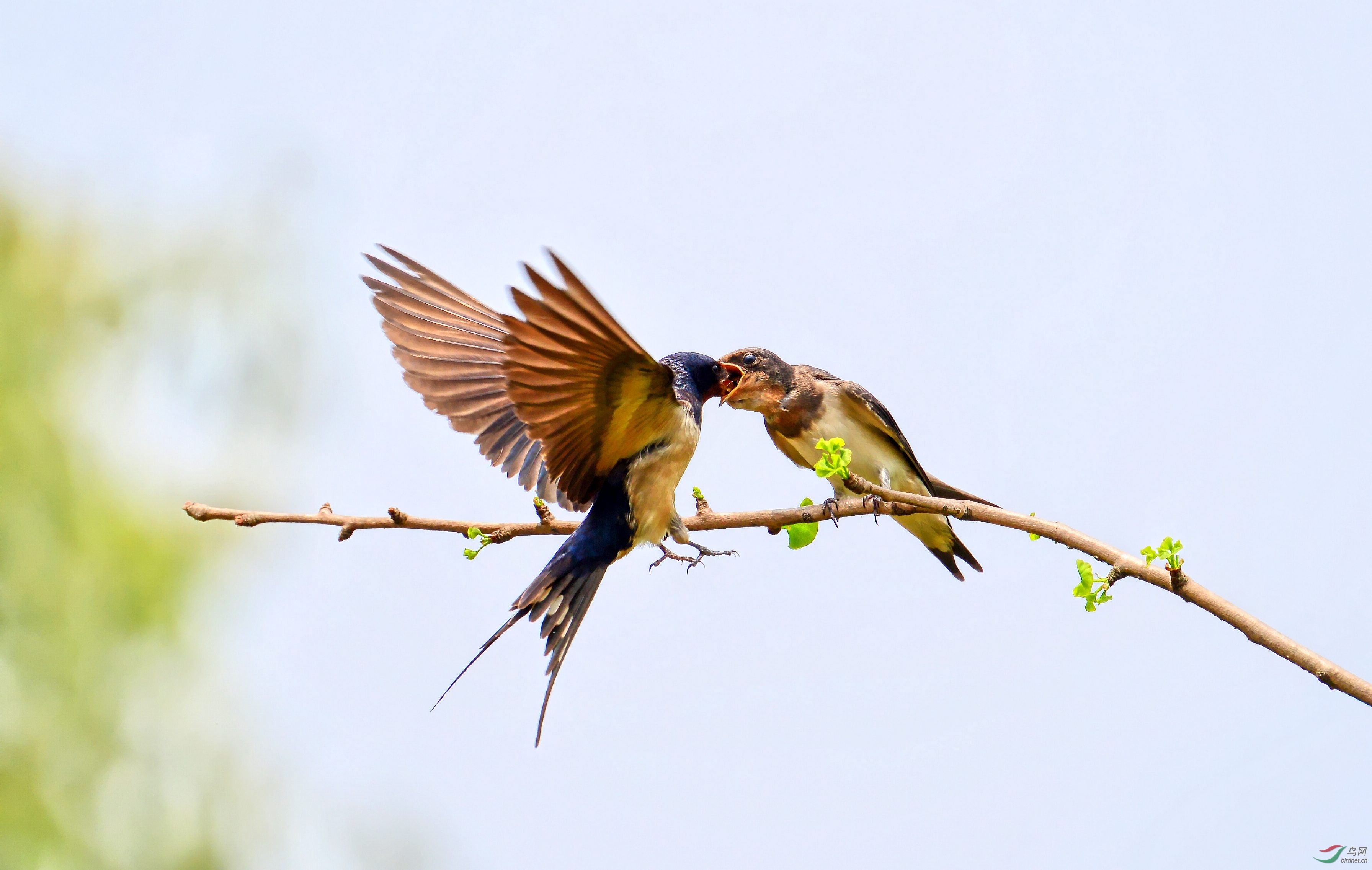 DSC_6703_conew5.jpg