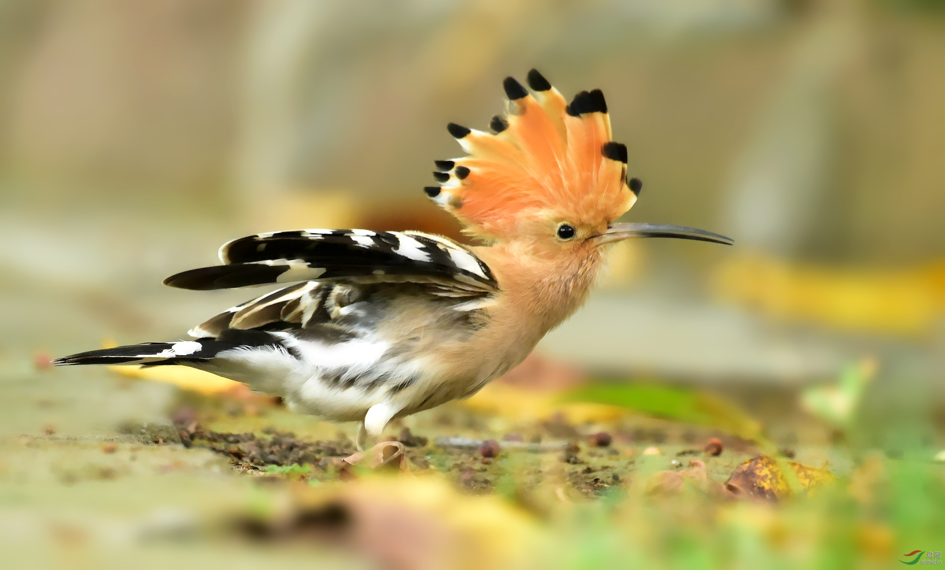 DSC_1796_conew3.jpg
