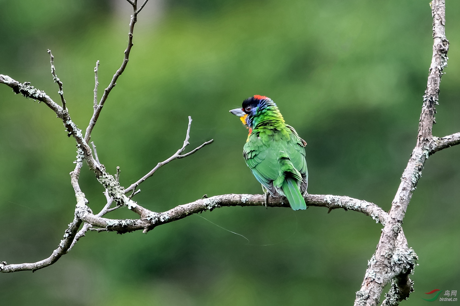 [林鸟] 观鸟--黑眉拟啄木鸟