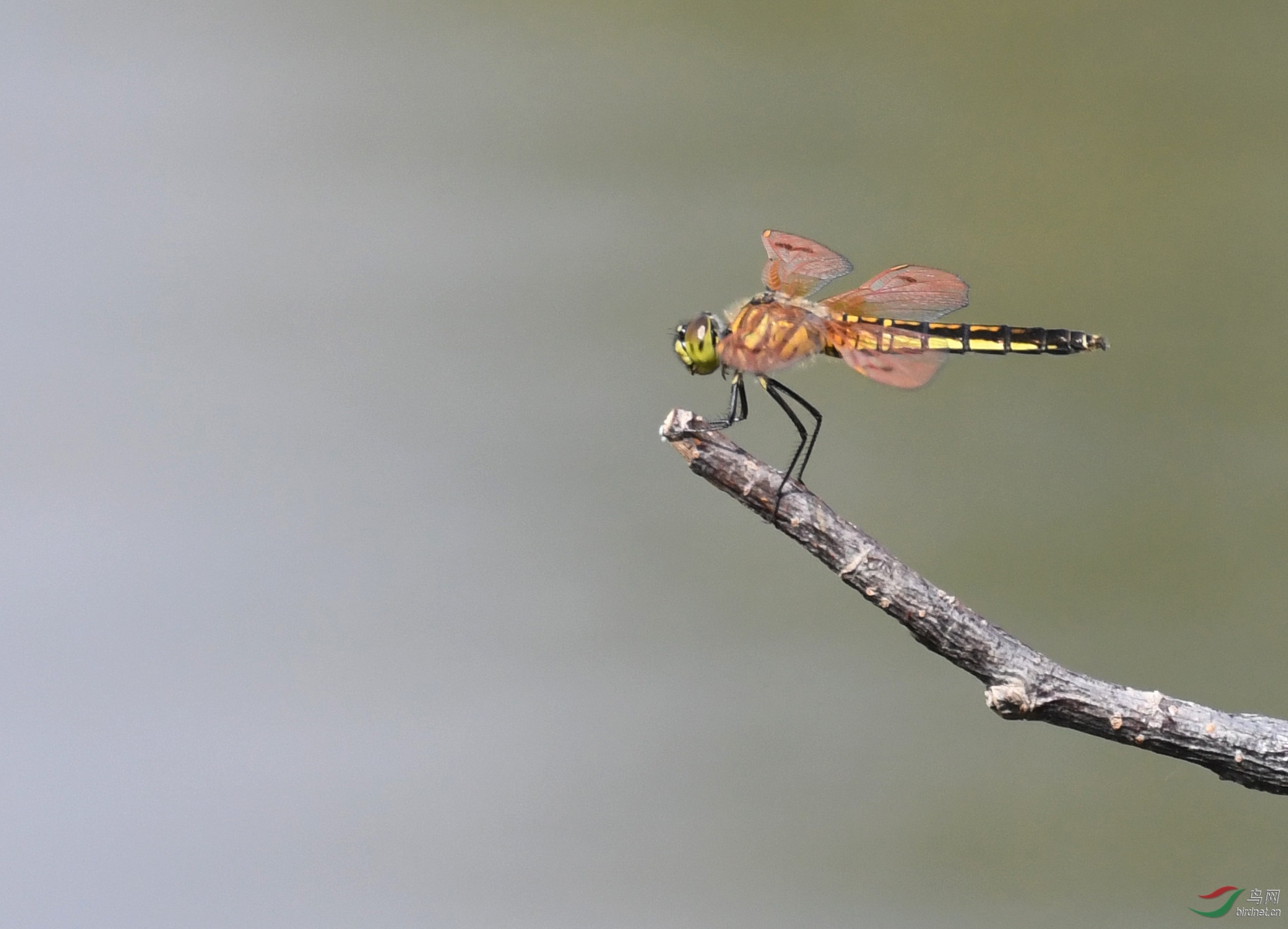 ������Ӱ 10661����.jpg