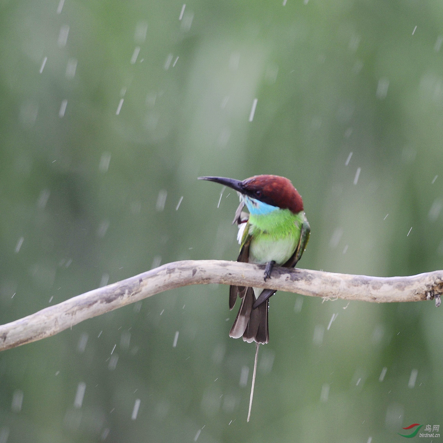 雨中蜂虎