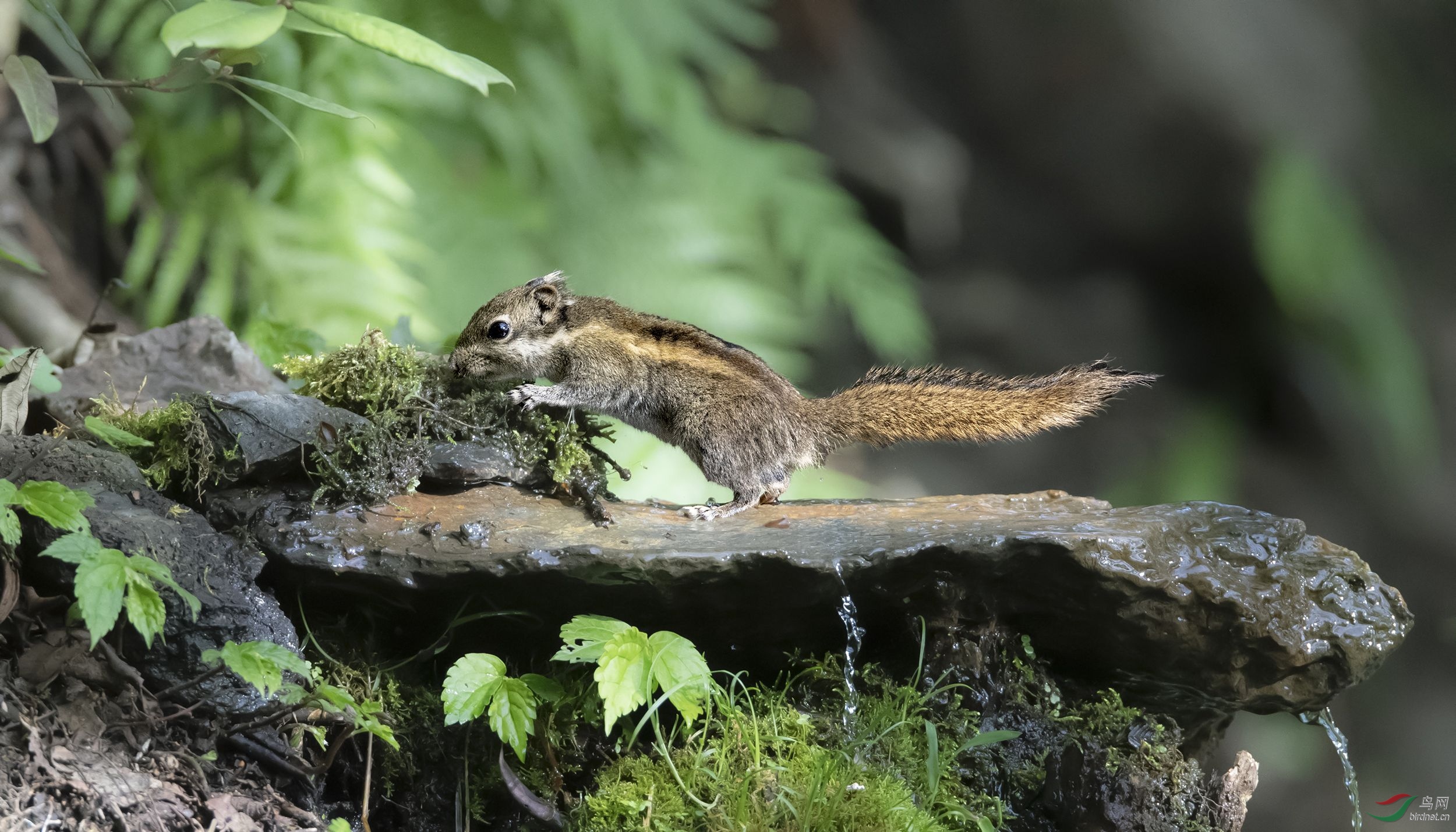 宝山锦鼠——小乖乖!