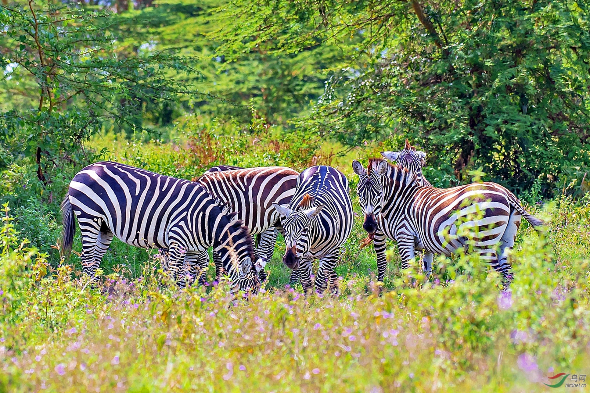 [哺乳] 群居斑马------ 贺荣获首页精华