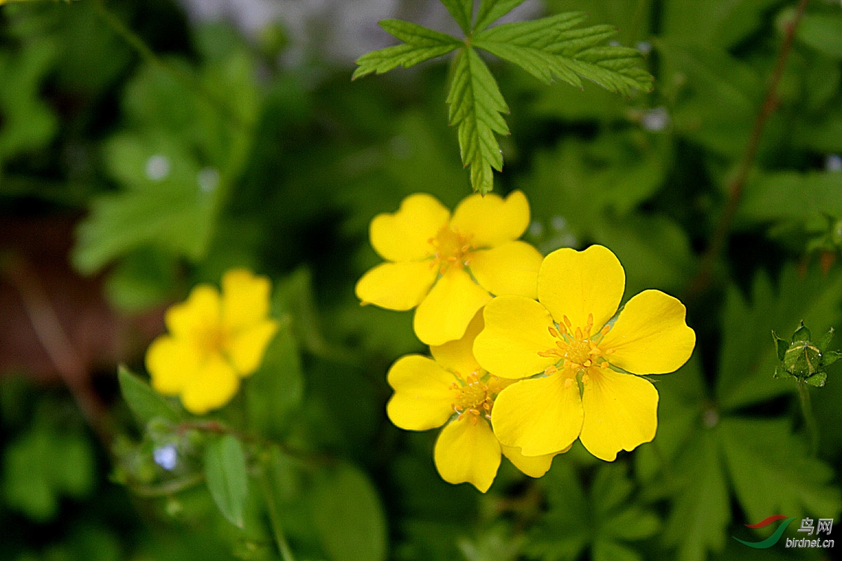 绢毛匍匐委陵菜