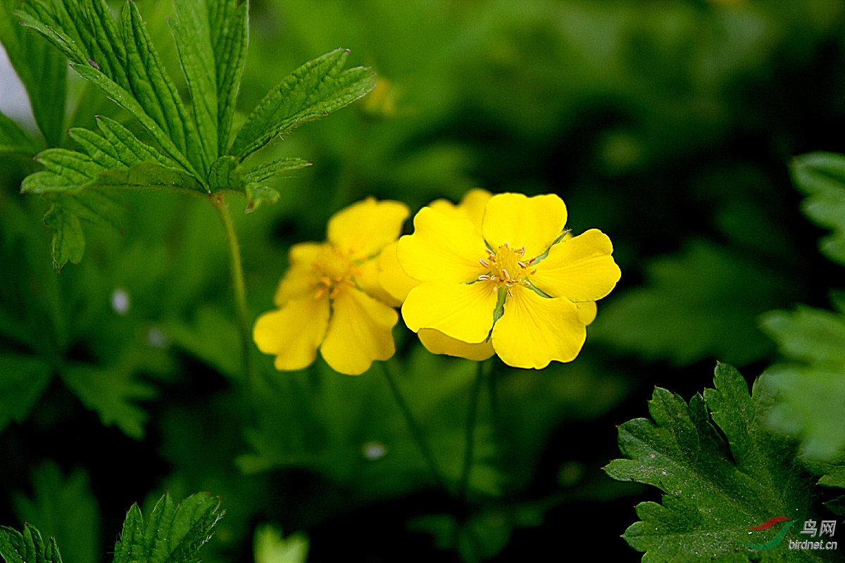 绢毛匍匐委陵菜