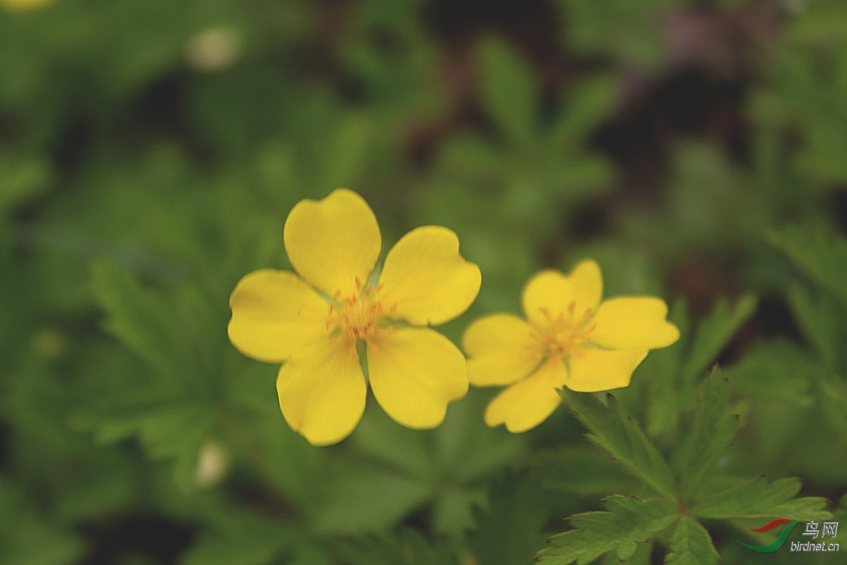 绢毛匍匐委陵菜