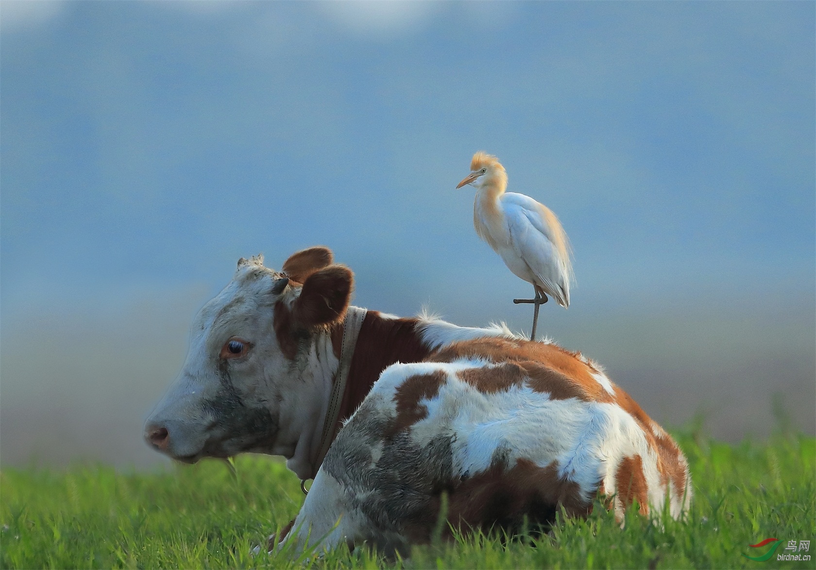 一只脚的生命更牛