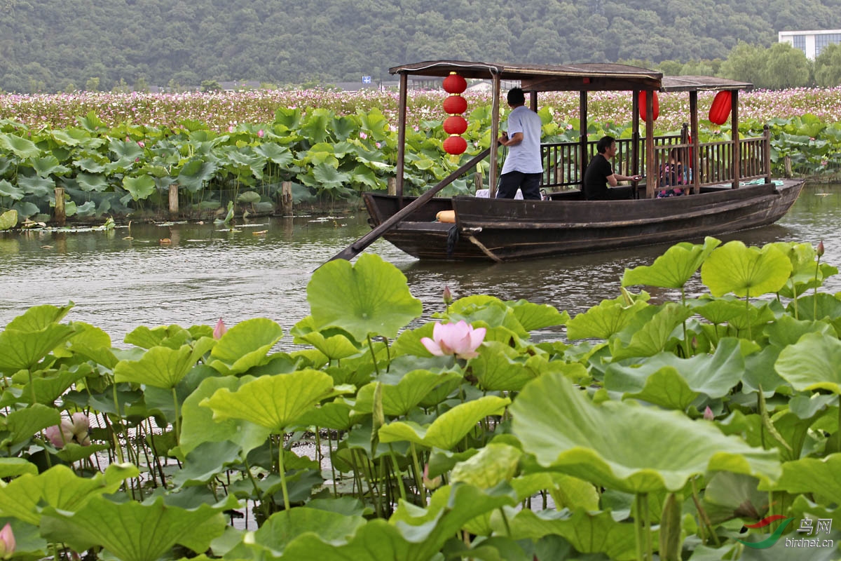 湘湖游船赏荷风景线