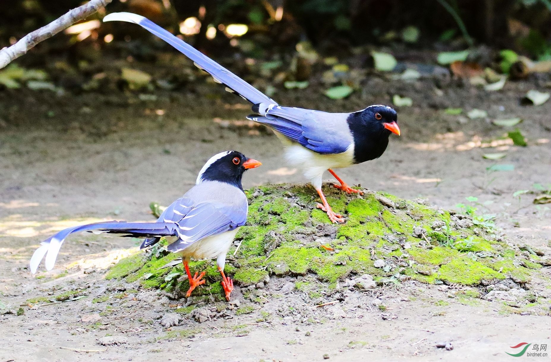 红嘴蓝鹊
