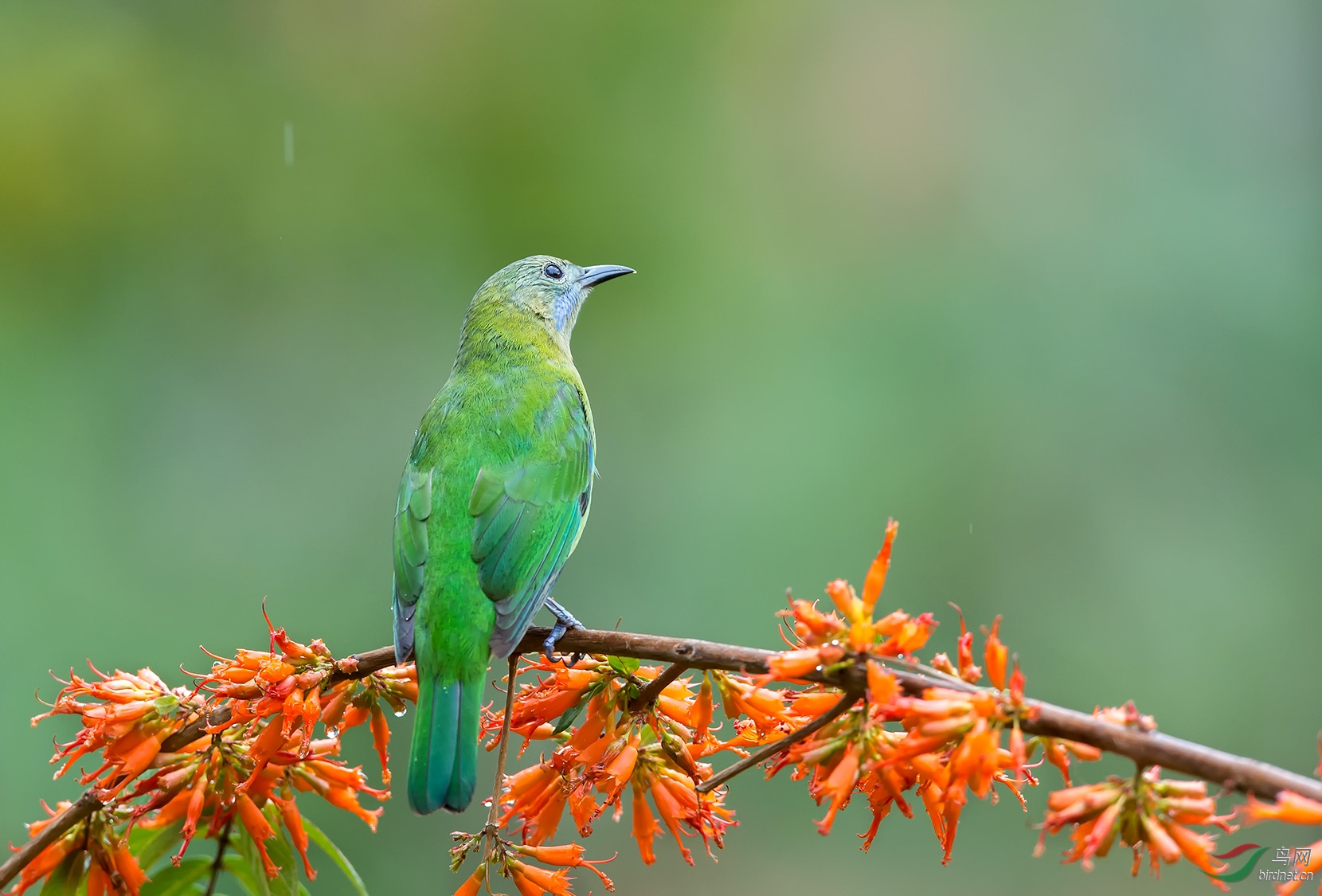 望天打卦橙腹叶鹎雌鸟